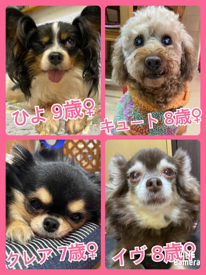 🐾今日の里親様募集中ワンコ🐶メンバーです🐾2021,3,6